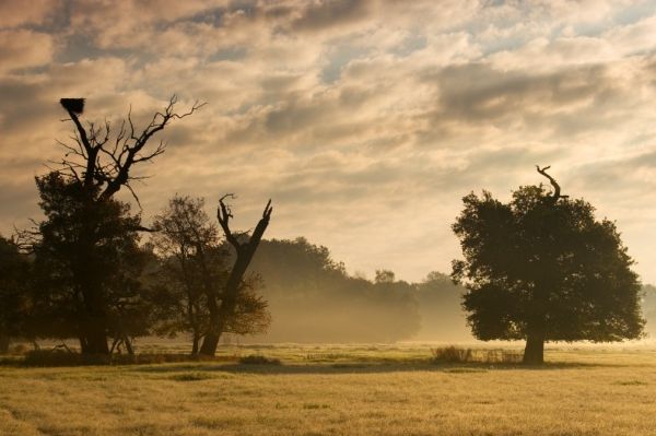 Mohutné staroduby na Soutoku měly namále, konečně jich přibývá. Objevil se i sto let nezvěstný brouk