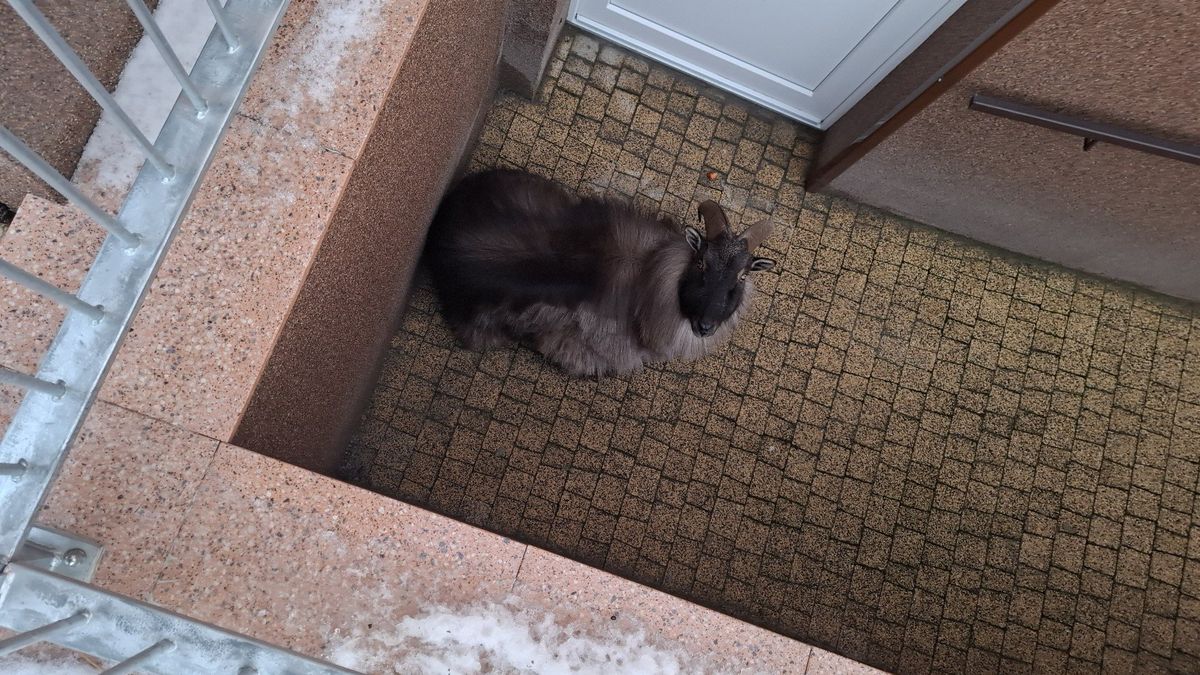 Exotická koza se týdny toulala krajinou. Našli ji ve sklepě paneláku v Jeseníku