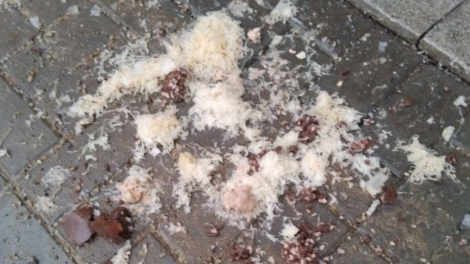 Jsem agentka FBI, odpálkovala brněnské strážníky penzistka. Předtím vyhodila zelí na ulici