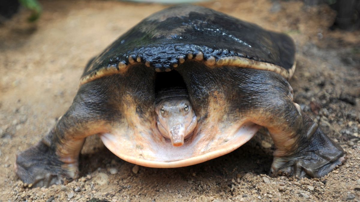 Tropické želvy v Polsku: Nový objev mění pohled na dávnou faunu střední Evropy