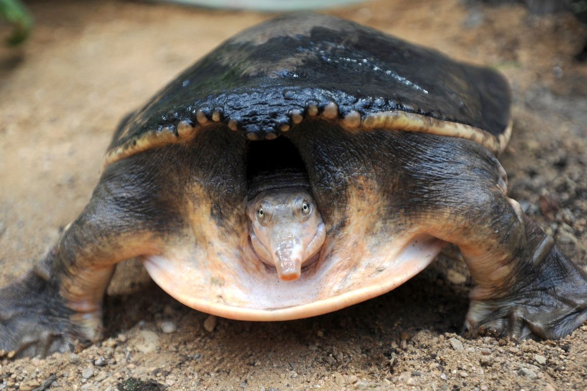 Tropické želvy v Polsku: Nový objev mění pohled na dávnou faunu střední Evropy 