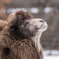 Velbloud dvouhrbý se na zimu umí velmi dobře připravit. 