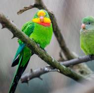 Papoušek nádherný dělá čest svému druhovému jménu bez ohledu na teplotu. 