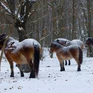 V jednom ze stád je hned pět hříbat.