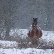 Před zimou chrání koně hustá zimní srst.