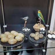 U mnohých exponátů jsou vystaveni i ptáci, kteří vejce snášejí.