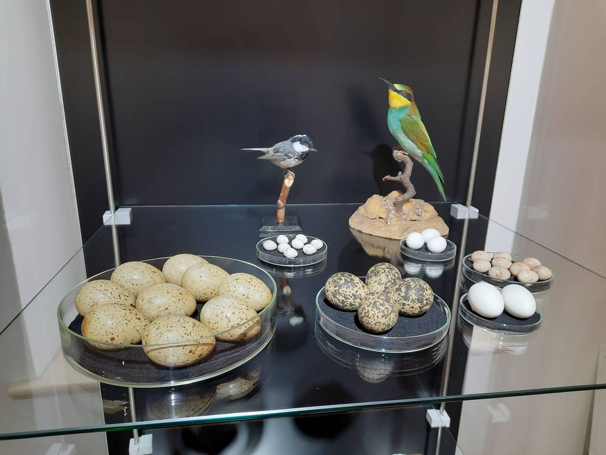 U mnohých exponátů jsou vystaveni i ptáci, kteří vejce snášejí.