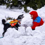 Nález pes ohlašuje třeba štěkáním. 