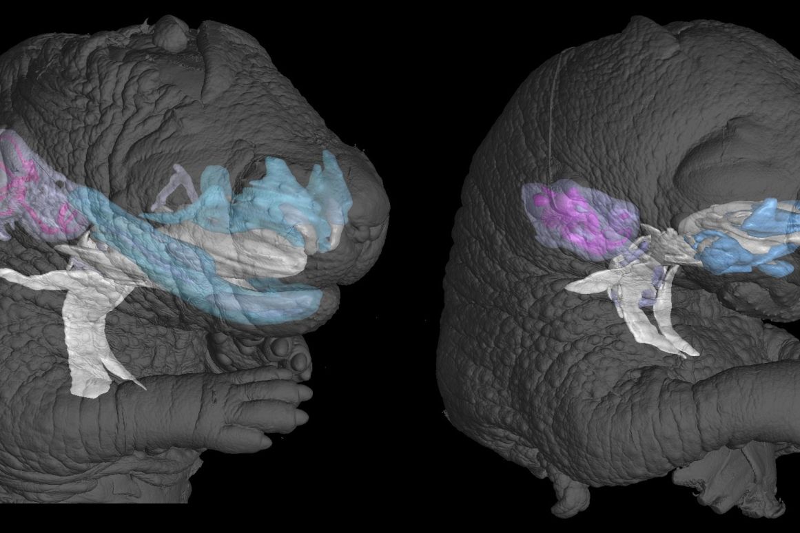 Výzkumníci díky metodě mikro CT objasnili roli genů při vývoji hlasu a sluchu u savců