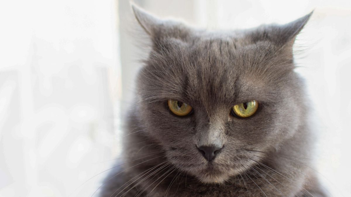 Mazlením to nespravíte. Jak se omluvit své rozzlobené kočce