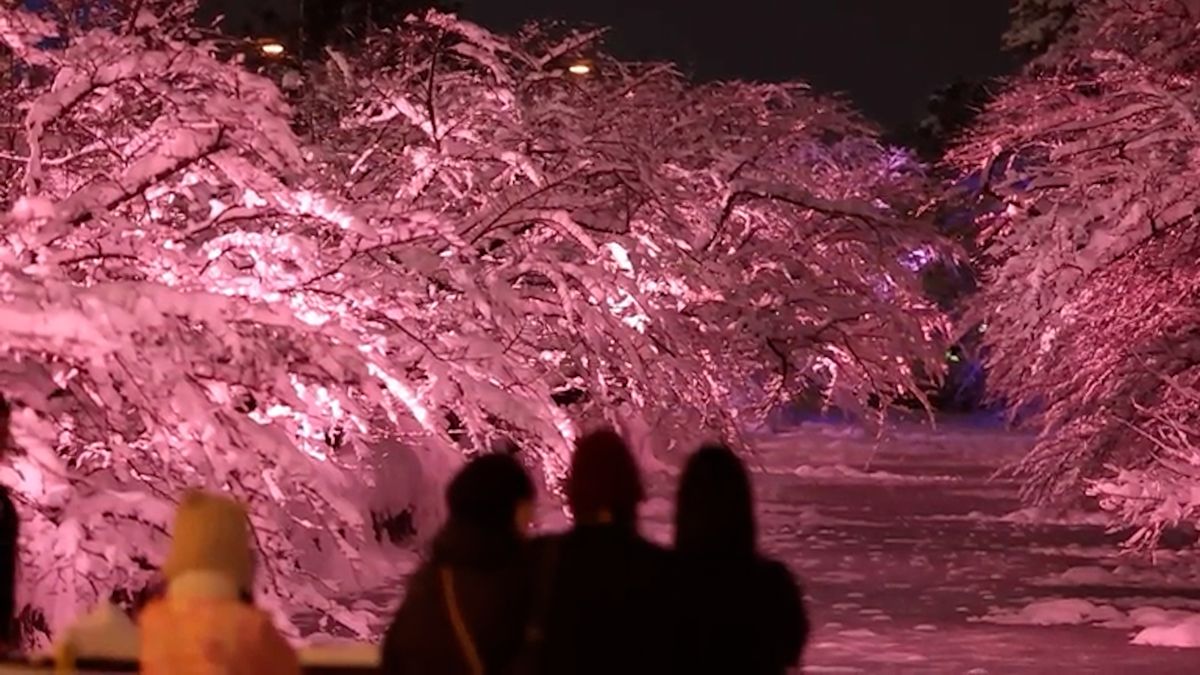 Japonské sakury se v zimě oděly do růžové díky sněhu a technice