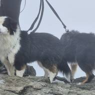 Do cíle v pořádku došli i psí účastníci.