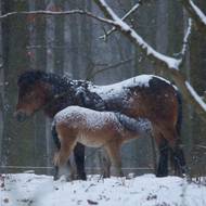 Hříbata se mají i přes mráz čile k světu.