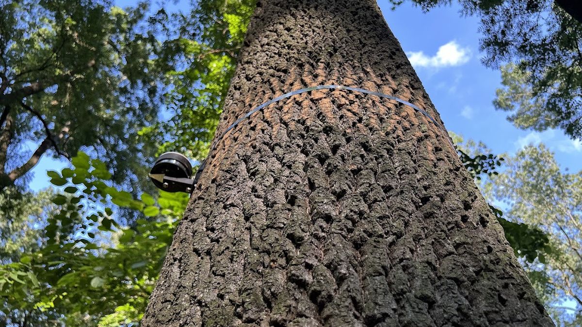 Elegantní jasany úzkolisté ve velkém chřadnou, zastavit to chtějí vědci ze šesti zemí