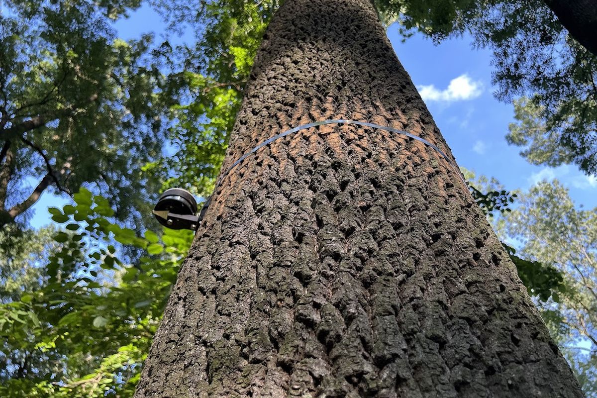 Elegantní jasany úzkolisté ve velkém chřadnou, zastavit to chtějí vědci ze šesti zemí