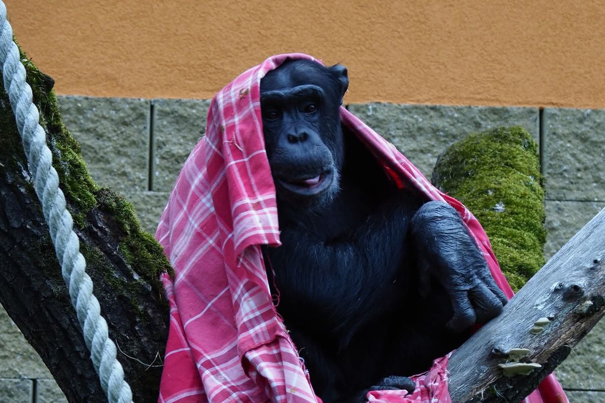 I šimpanzi se v mrazech rádi přikryjí, jihočeská zoo shání pro Bonga a Manga deky