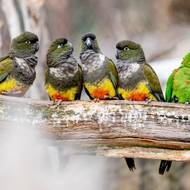 Papoušci patagonští si do party přizvali arantigu andského.