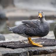 Kachyně parníkové mají výročí, v pražské ZOO jsou přesně dva roky. 