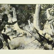 Souboj indiánů v lese (kvaš, 1939)