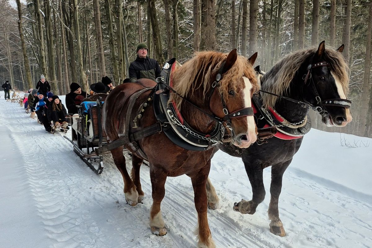 Koňská spřežení a traktory vyvezly do Beskyd rekordní počet lidí  