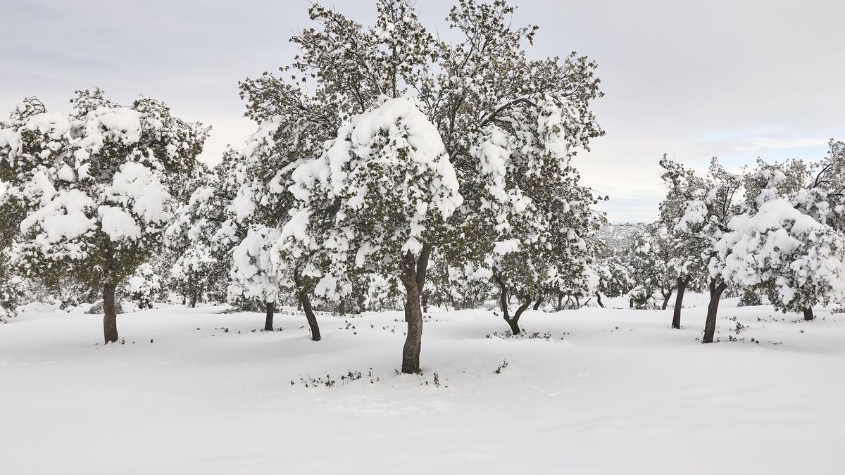 Jak pomoci stromům a keřům na zahradě přežít zimu?