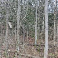 Na lesním porostu v těsném sousedství inkriminovaných skladů jsou dodnes patrné známky po výbuchu. 