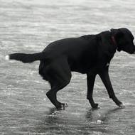 Na led berou lidé i své mazlíčky.