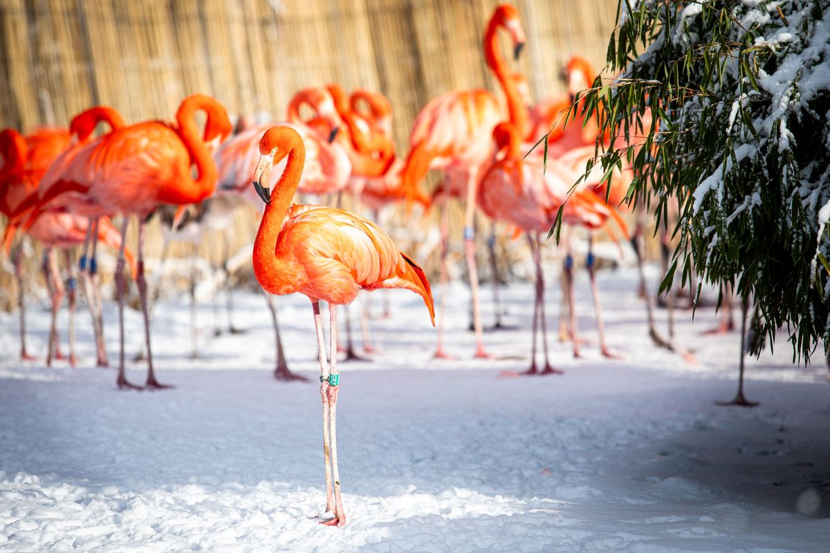 V ostravské zoo uhynula padesátiletá samice plameňáka, zakladatelka hejna