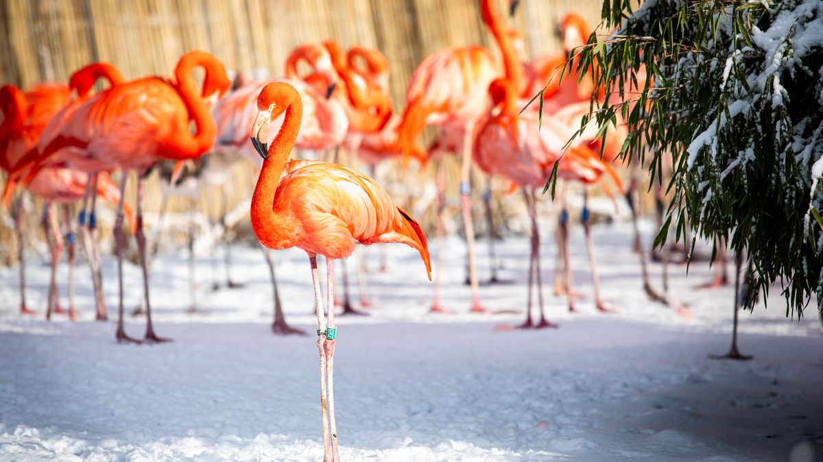 V ostravské zoo uhynula padesátiletá samice plameňáka, zakladatelka hejna