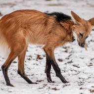 Vlk hřivnatý by možná radši jihoamerické teplo, ale ani sníh mu nedělá problém. 