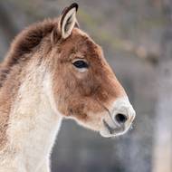 Kiang, větší asijský druh osla, je z tibetských stepí na sníh zvyklý. 