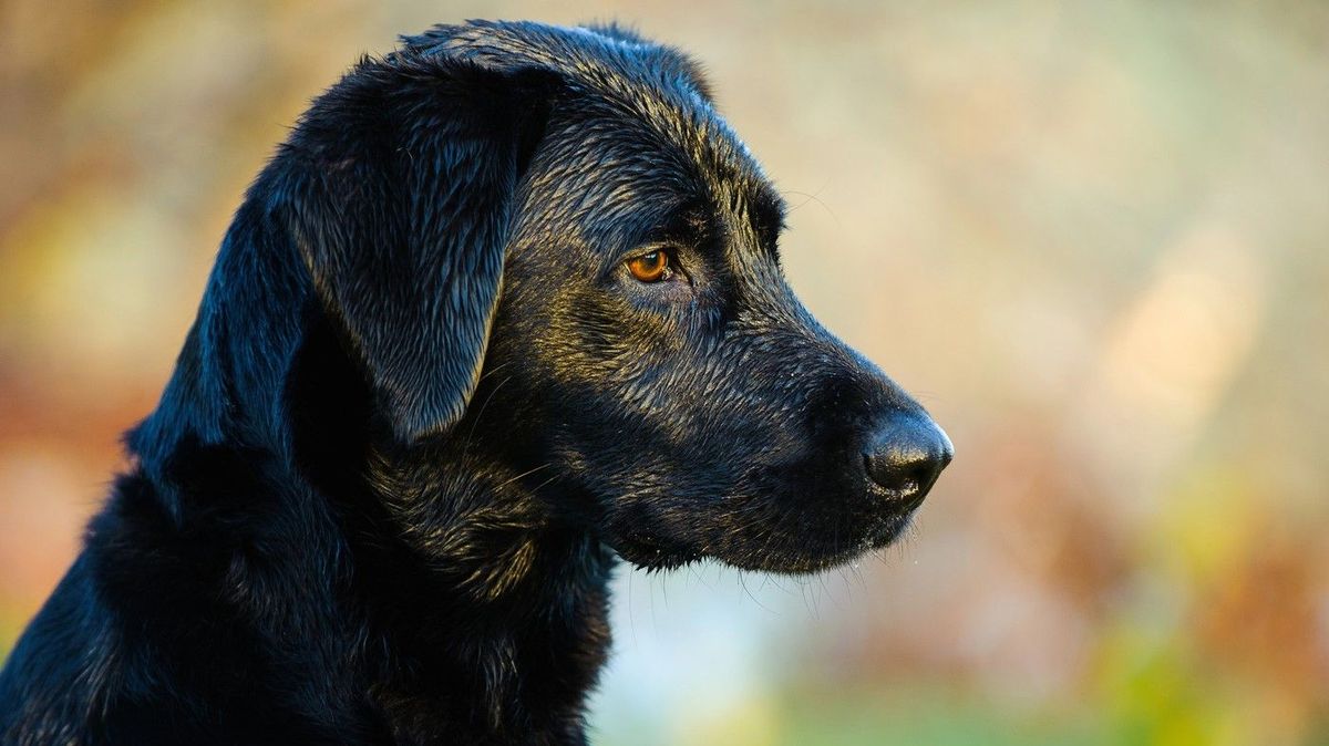 Snoubenci zrušili svatbu, aby mohli financovat léčbu svého labradora trpícího rakovinou