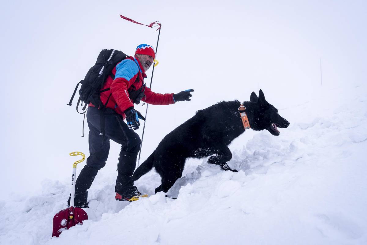 Pokud jde o hledání lidí pod lavinou, psi jsou pro záchranáře neocenitelní. Třeba díky skvělému čichu. 