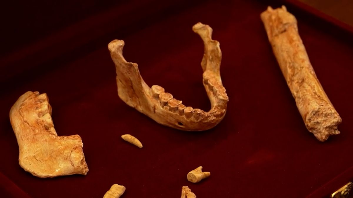 Poslední společný předek Homo sapiens, neandertálců a denisovanů? Našly se 773 000 let staré ostatky