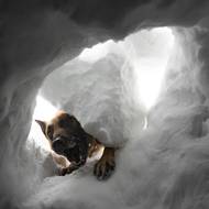 To nejlepší, co může člověk pod lavinou vidět. Díra, světlo a psí tlama. 