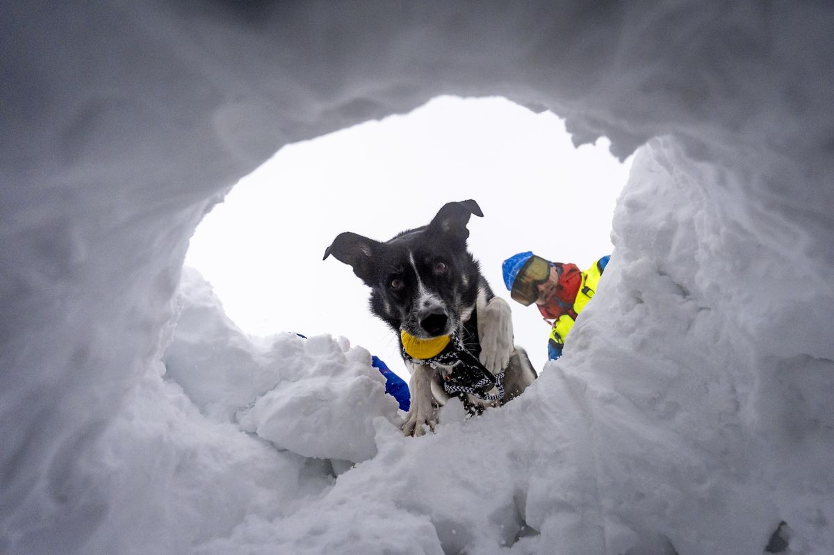 FOTO: Štěkání znamená život. Nejlepší pohled po zasypání lavinou je psí tlama