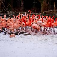 V mrazu je úplně jedno, jestli jde o plameňáka chilského, nebo kubánského. 