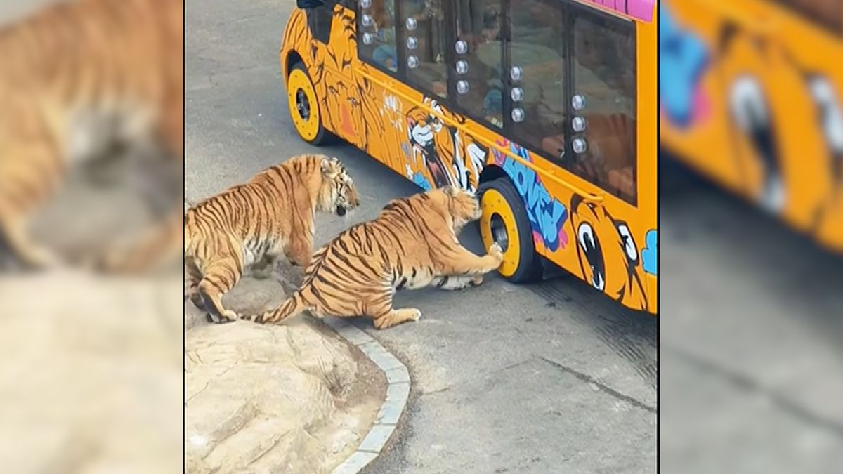 Tygr se zakousl do pneumatiky autobusu, zůstaly mu v ní zuby