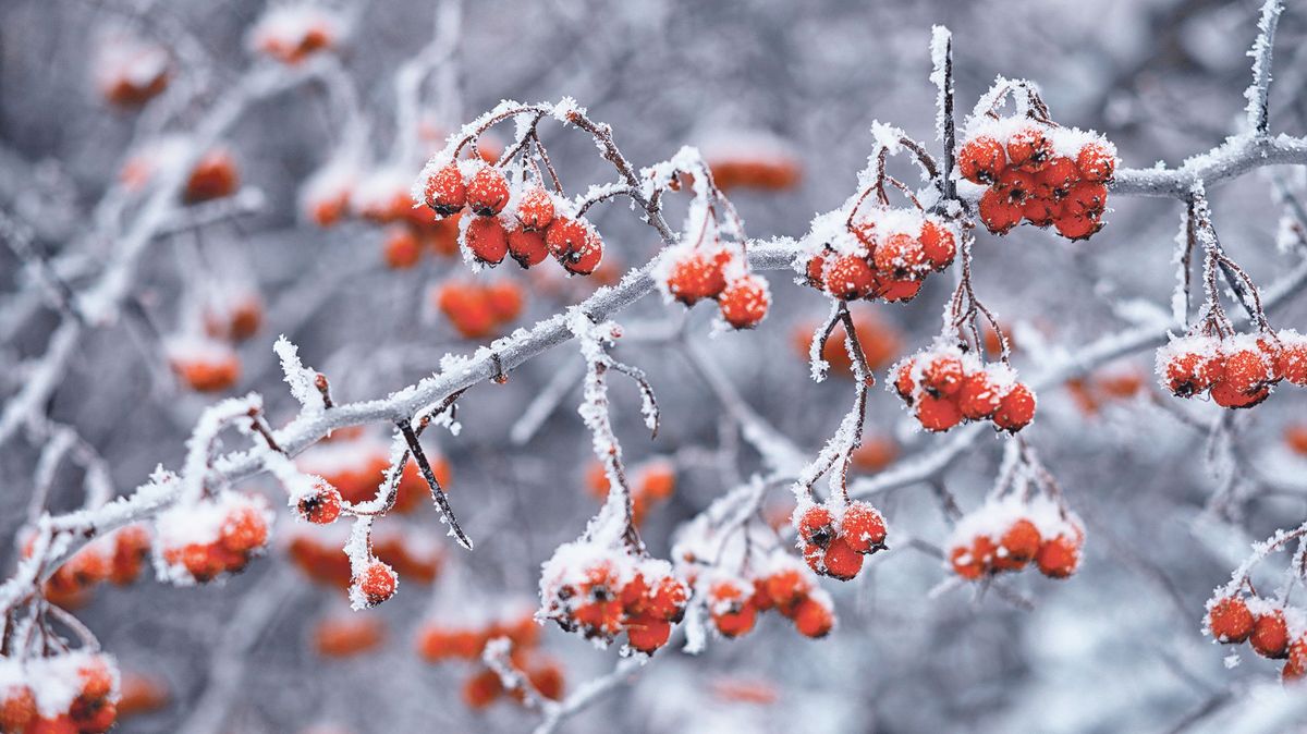 Křehké krajky z jinovatky