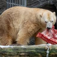 Lední medvěd sní 15 kilo masa denně. Dopoledne měl vepřové, odpoledne ještě králíka. 