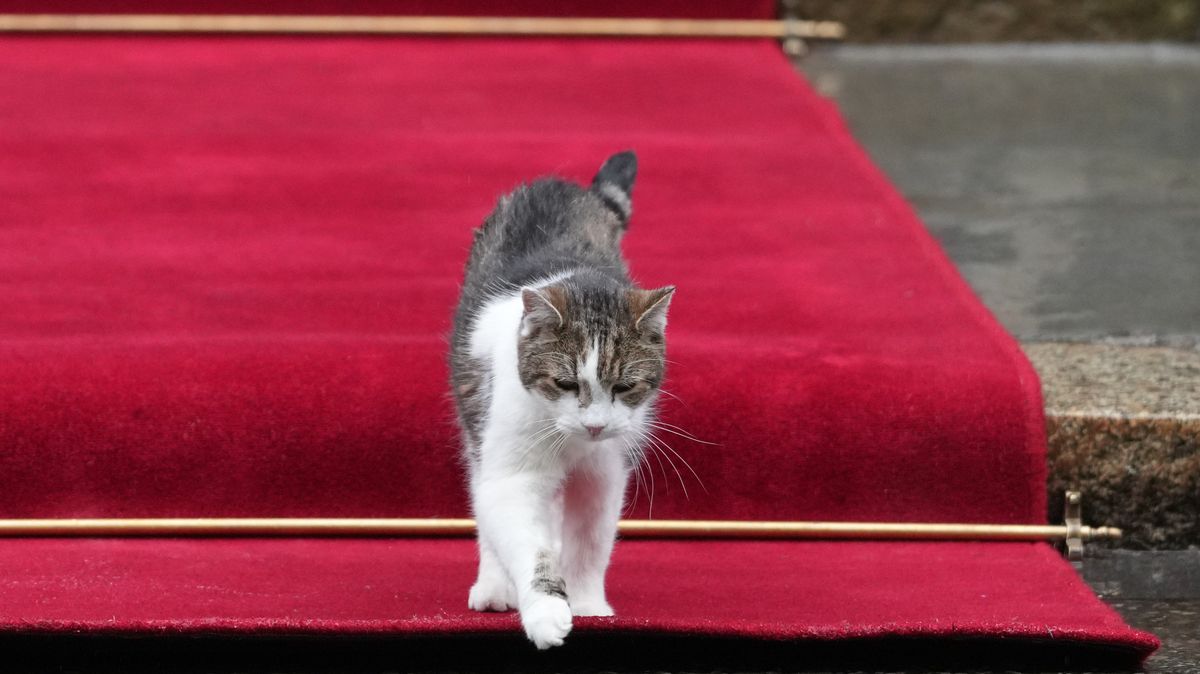 Fotograf polského prezidenta při odchodu ze Starmerovy rezidence málem zakopl o kocoura Larryho. Kamerám to neušlo