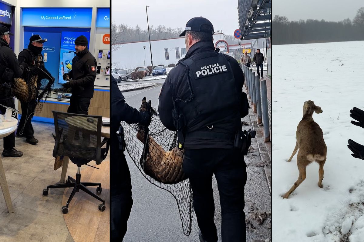 Do pardubického hypermarketu zavítal mladý srnec 