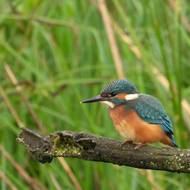 Ledňáček říční