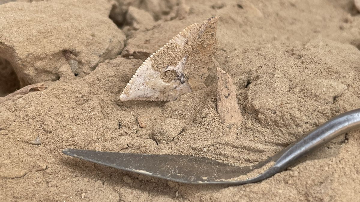 Významný objev českých vědců: Obyvatelé Arábie se v mladší době kamenné živili lovem žraloků