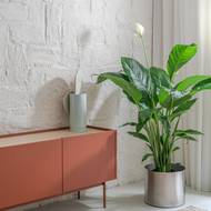 Komoda svou barvou vnáší do obývací části hřejivost. Váza Feuille je z kolekce Vases Découpage.