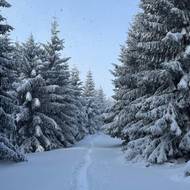 Cesta na Sněžku zpočátku vypadala idylicky, v lese byl klid a na obloze azuro.