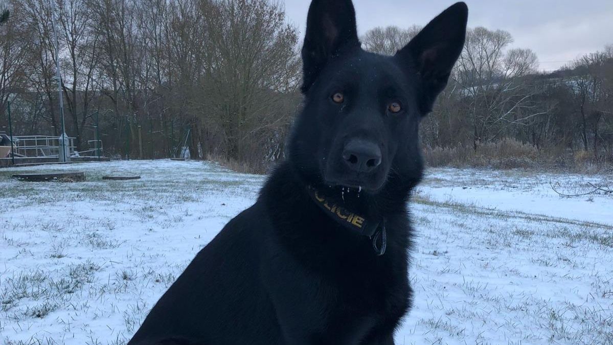 Havárie auta bez řidiče? Opilá řidička utekla, vypátral ji až policejní pes