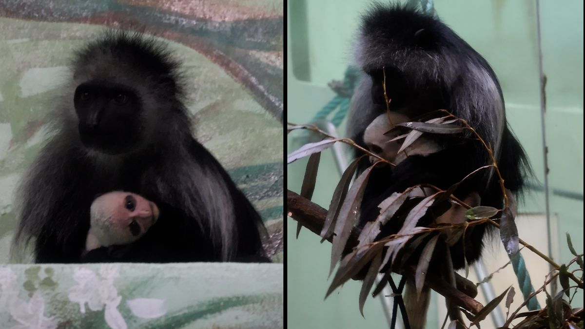 První mládě roku objevili chovatelé ZOO v Hodoníně v pavilonu primátů