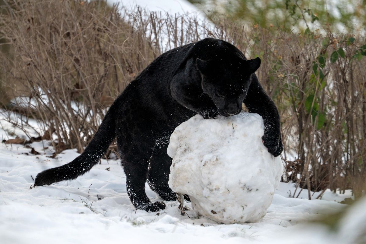 Jaguářice uválela sněhovou kouli, lvíčata si užívají zasypaný výběh. Exotická zvířata ve Zlíně se mrazů nebojí
