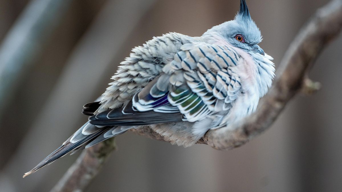 Čipy do mozku. Rusové zkouší udělat dálkově ovládané drony z holubů a havranů